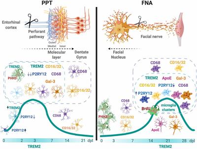 Differential Roles of TREM2+ Microglia in Anterograde and Retrograde Axonal Injury Models